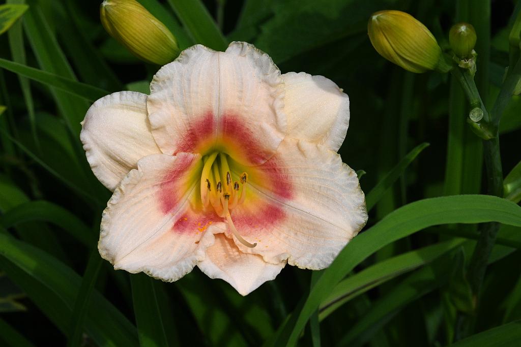 2025-07119518 Tower Hill Botanic Garden, MA.JPG - Daylily. New England Botanic Garden at Tower Hill, MA, 7-11-2025